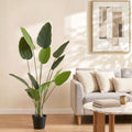Tropical Bird of Paradise Plant - 150cm