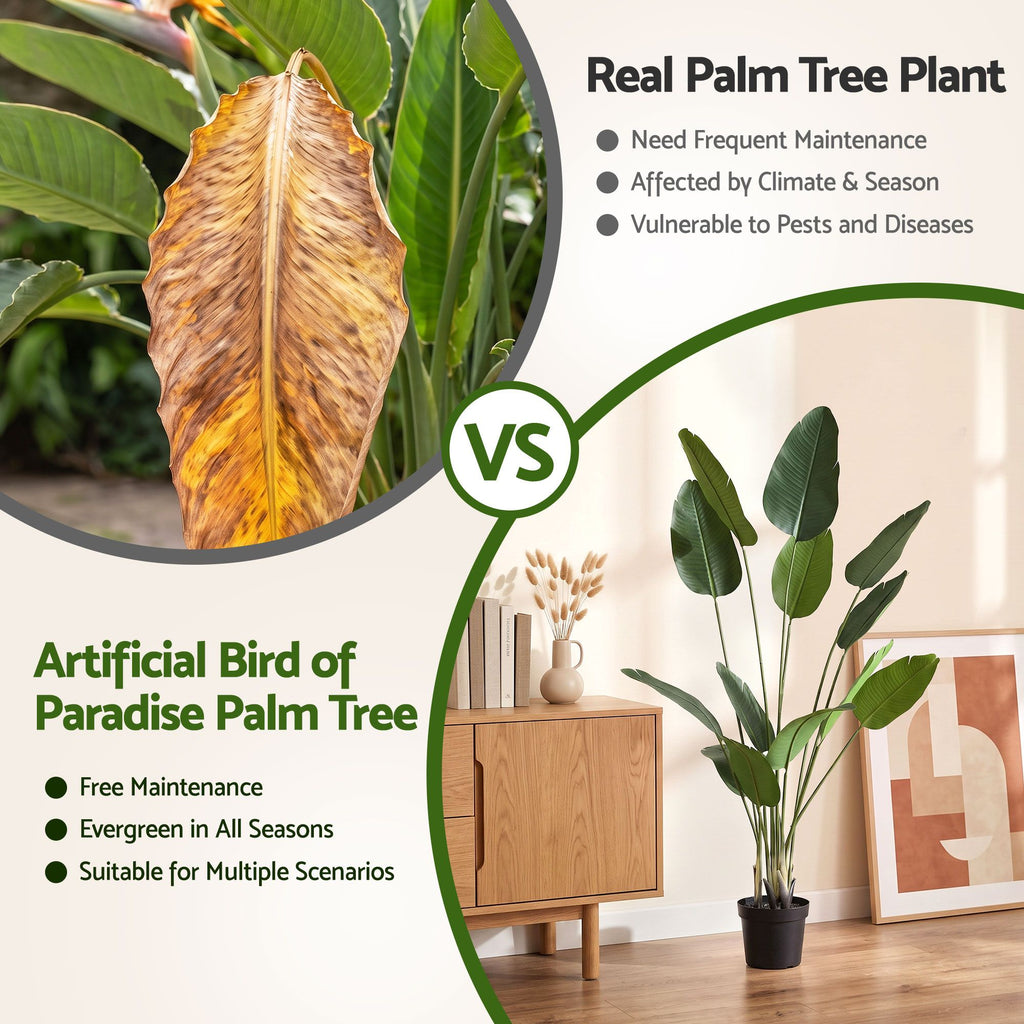 Tropical Bird of Paradise Plant - 150cm