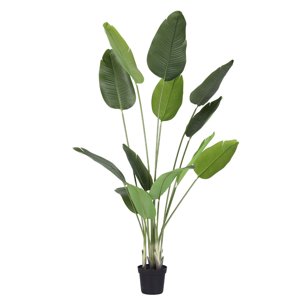 Tropical Bird of Paradise Plant - 150cm