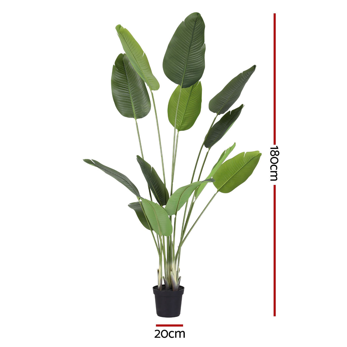 Grand Tropical Bird of Paradise Plant - 180cm