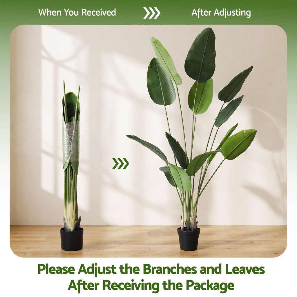 Grand Tropical Bird of Paradise Plant - 180cm