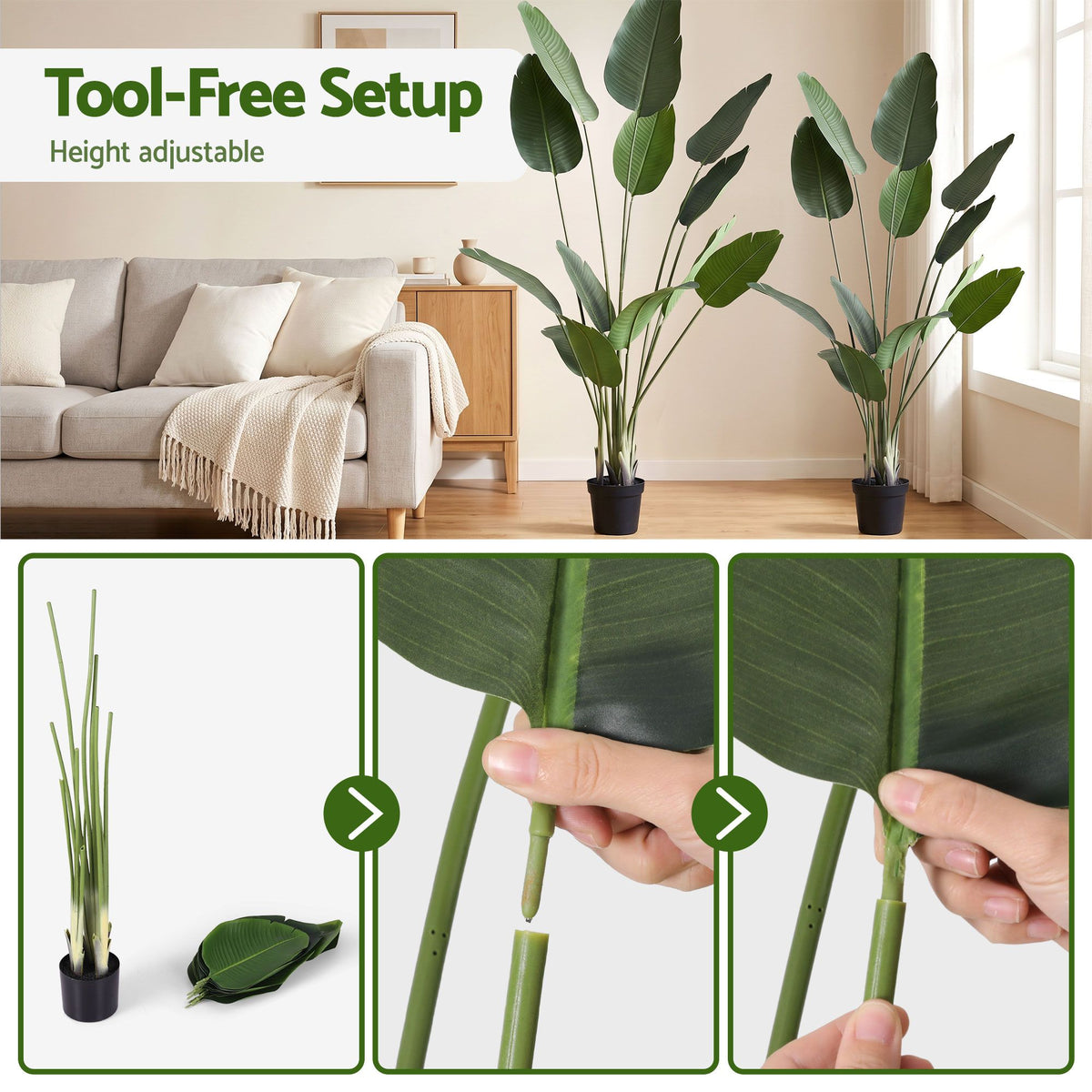 Grand Tropical Bird of Paradise Plant - 180cm