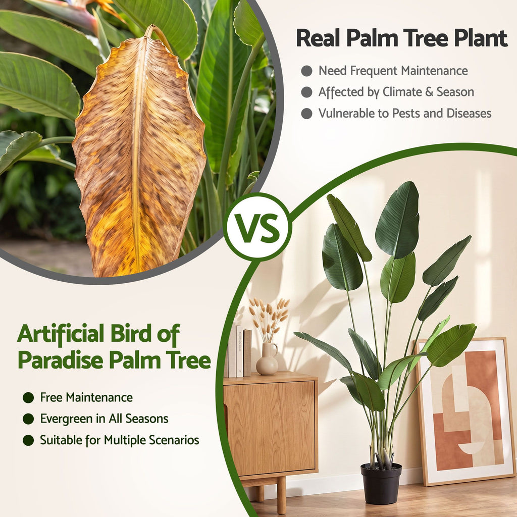 Grand Tropical Bird of Paradise Plant - 180cm