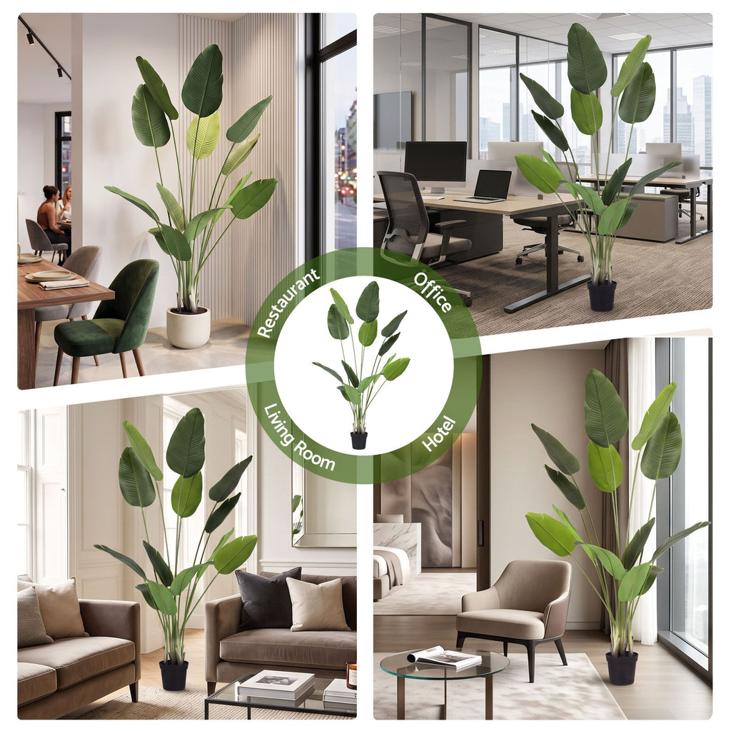 Grand Tropical Bird of Paradise Plant - 180cm