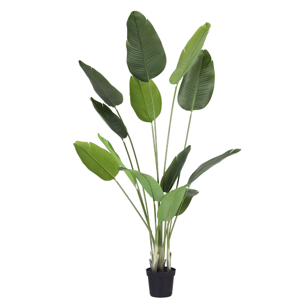 Grand Tropical Bird of Paradise Plant - 180cm
