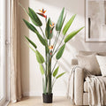 Flowering Tropical Bird of Paradise Plant - 150cm