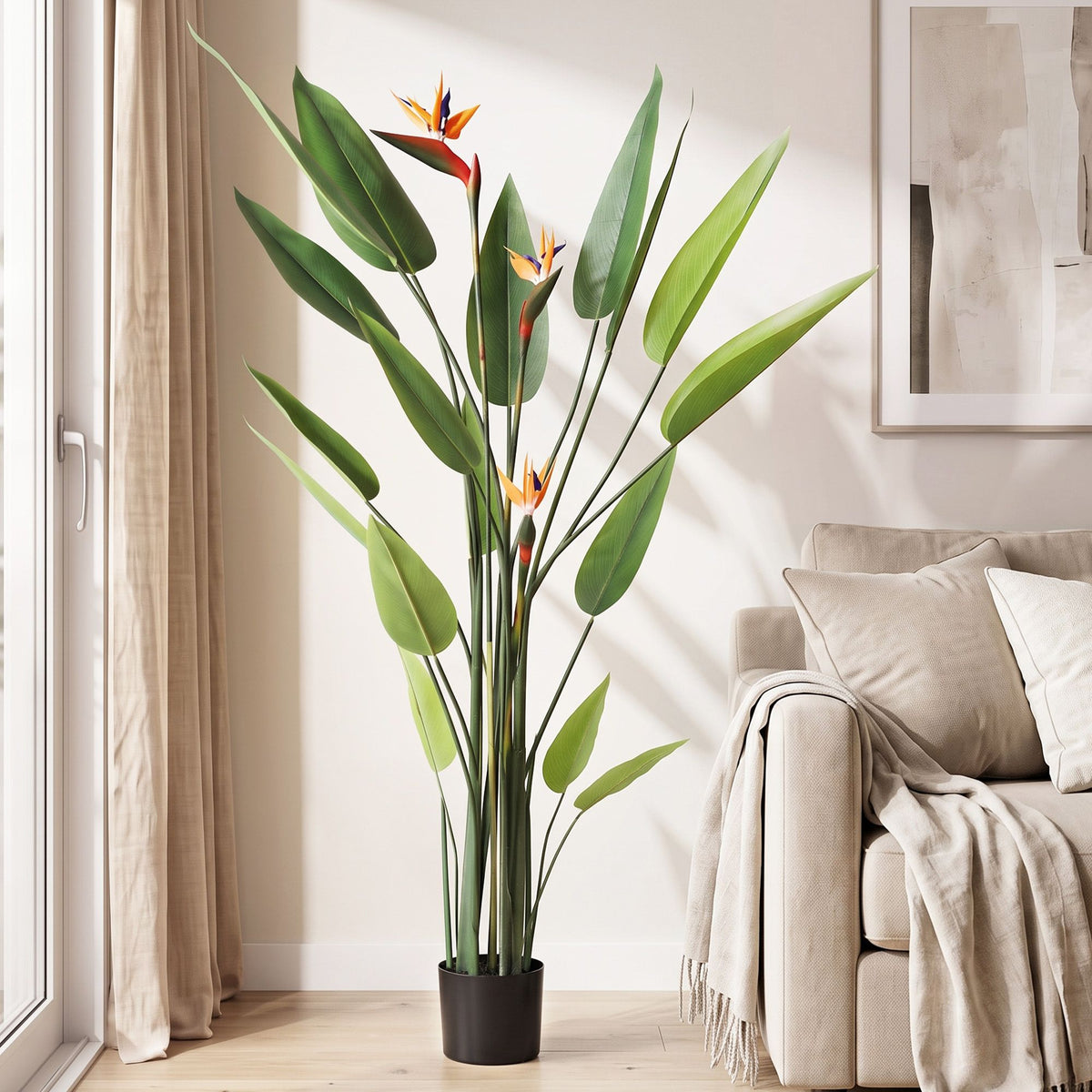 Flowering Tropical Bird of Paradise Plant - 150cm