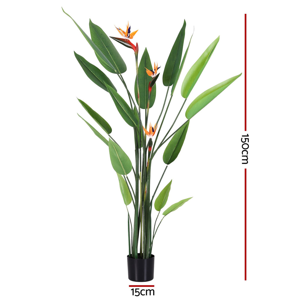 Flowering Tropical Bird of Paradise Plant - 150cm