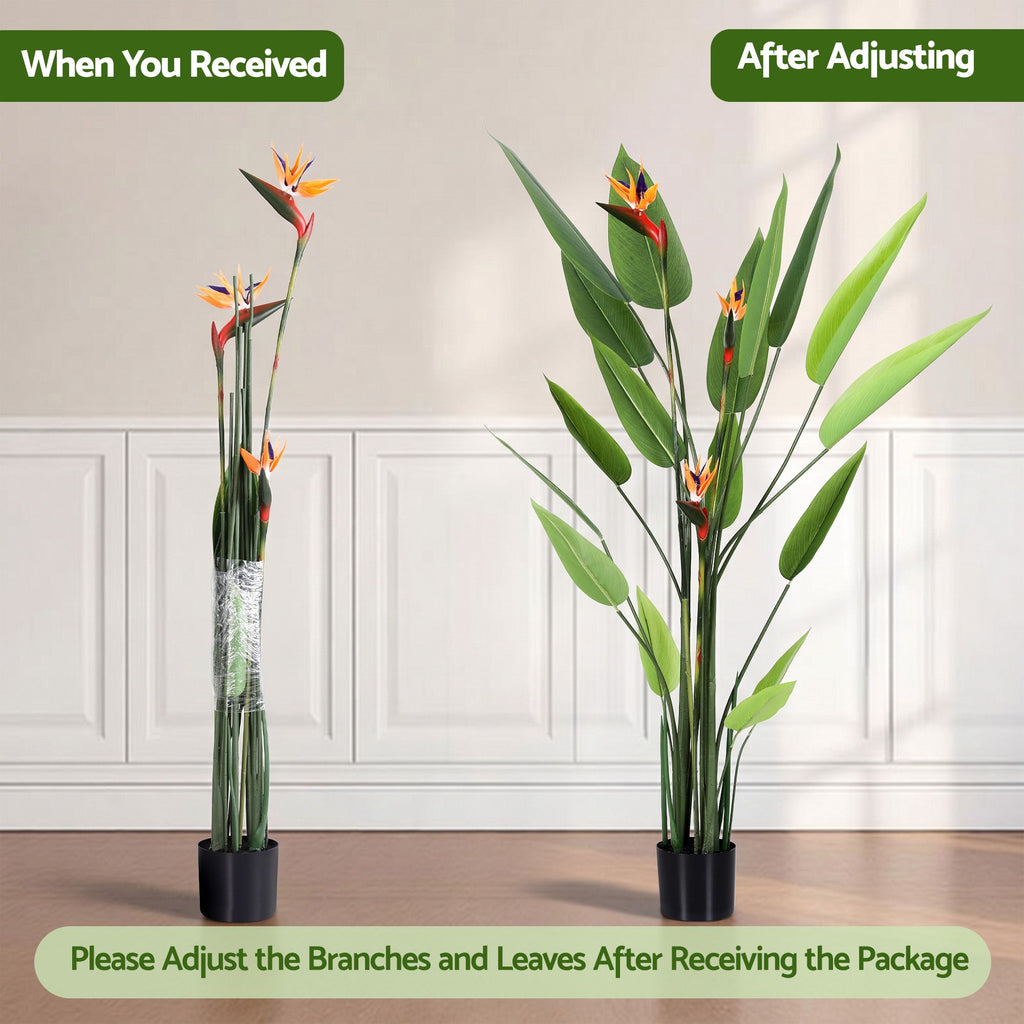 Flowering Tropical Bird of Paradise Plant - 150cm