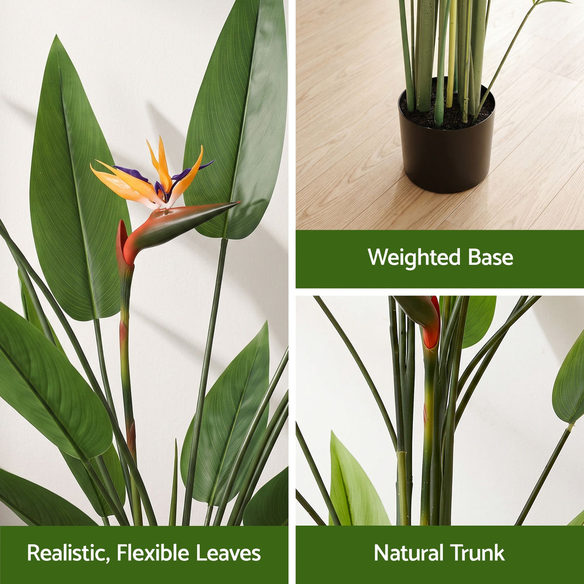 Flowering Tropical Bird of Paradise Plant - 150cm