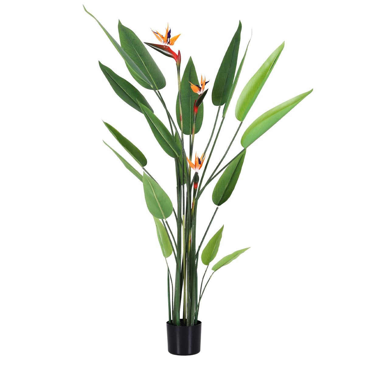 Flowering Tropical Bird of Paradise Plant - 150cm