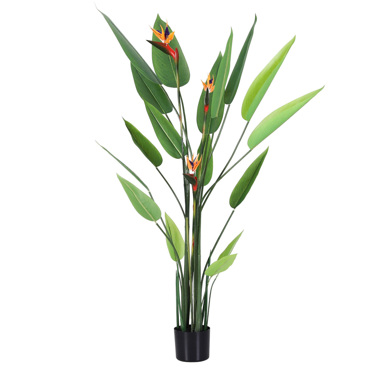 Flowering Tropical Bird of Paradise Plant - 150cm