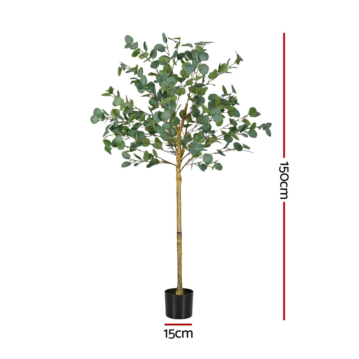 Australian Silver Dollar Eucalyptus Tree - 150cm