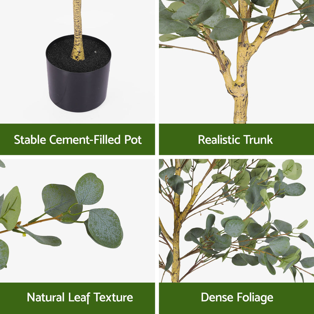 Australian Silver Dollar Eucalyptus Tree - 150cm