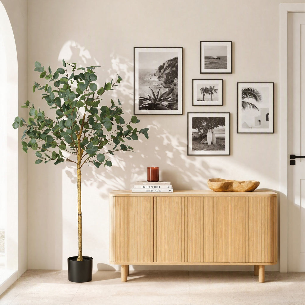 Australian Silver Dollar Eucalyptus Tree - 150cm
