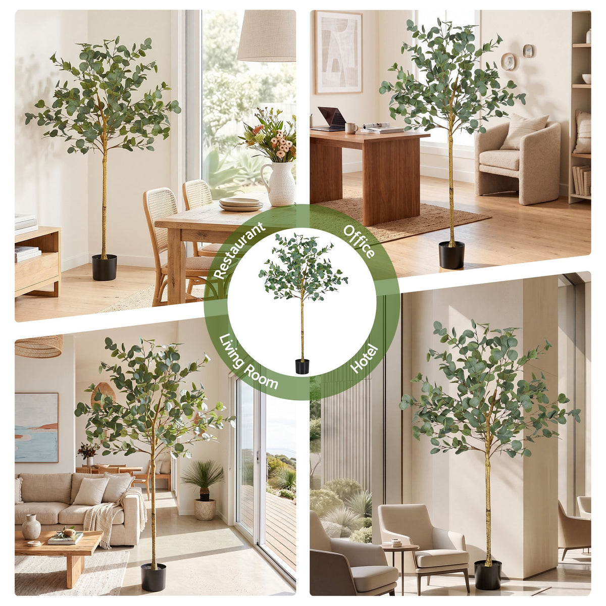 Australian Silver Dollar Eucalyptus Tree - 150cm