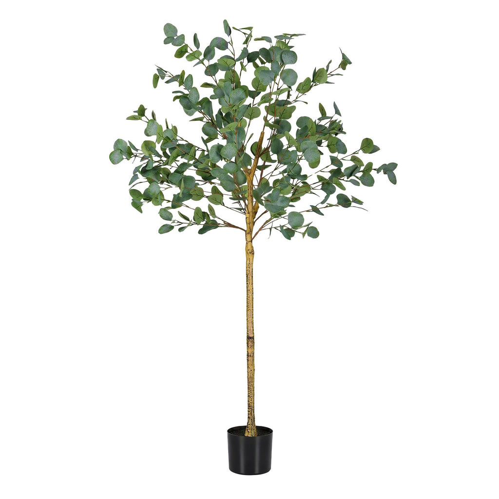 Australian Silver Dollar Eucalyptus Tree - 150cm