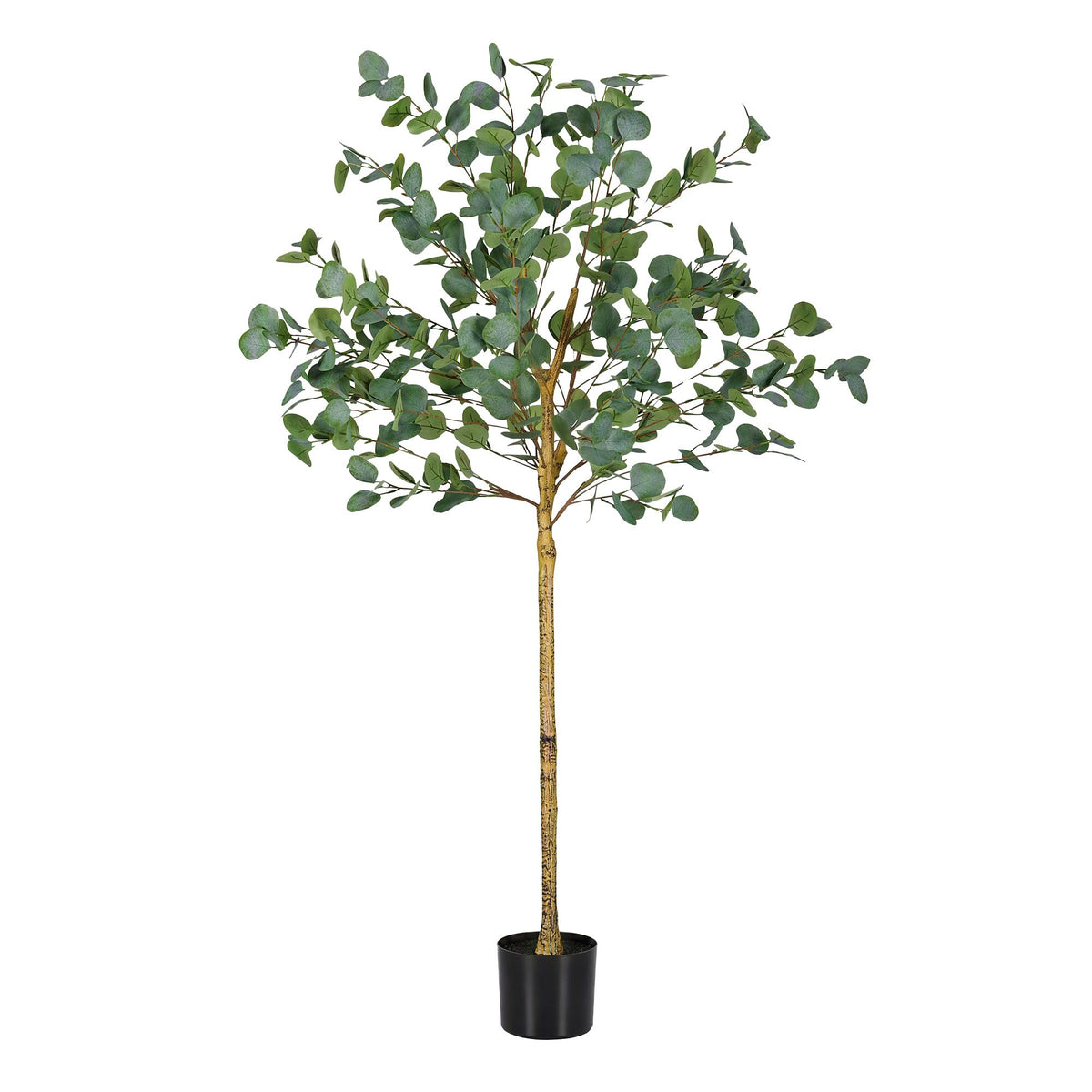 Australian Silver Dollar Eucalyptus Tree - 150cm