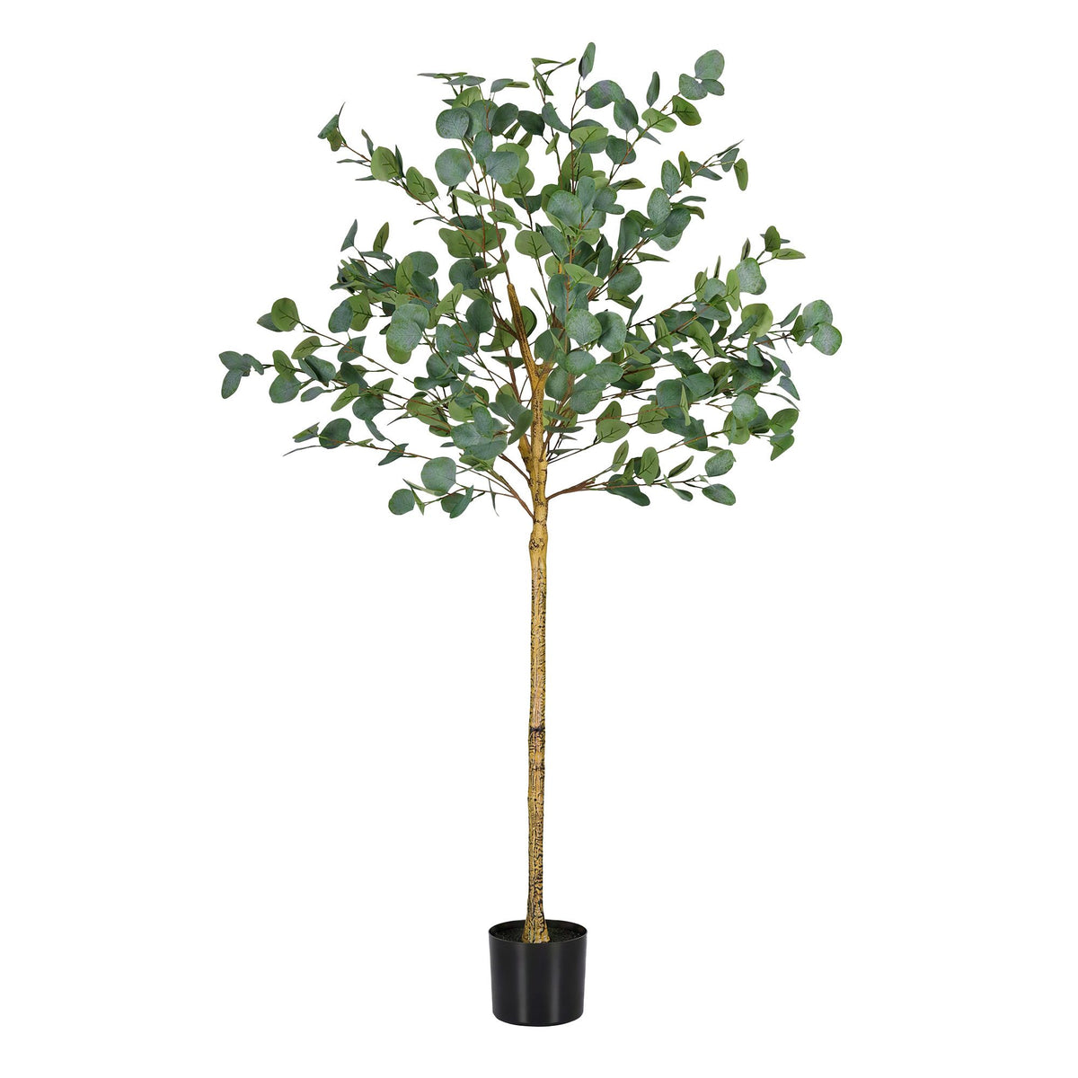 Australian Silver Dollar Eucalyptus Tree - 150cm