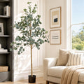 Grand Australian Silver Dollar Eucalyptus Tree - 180cm