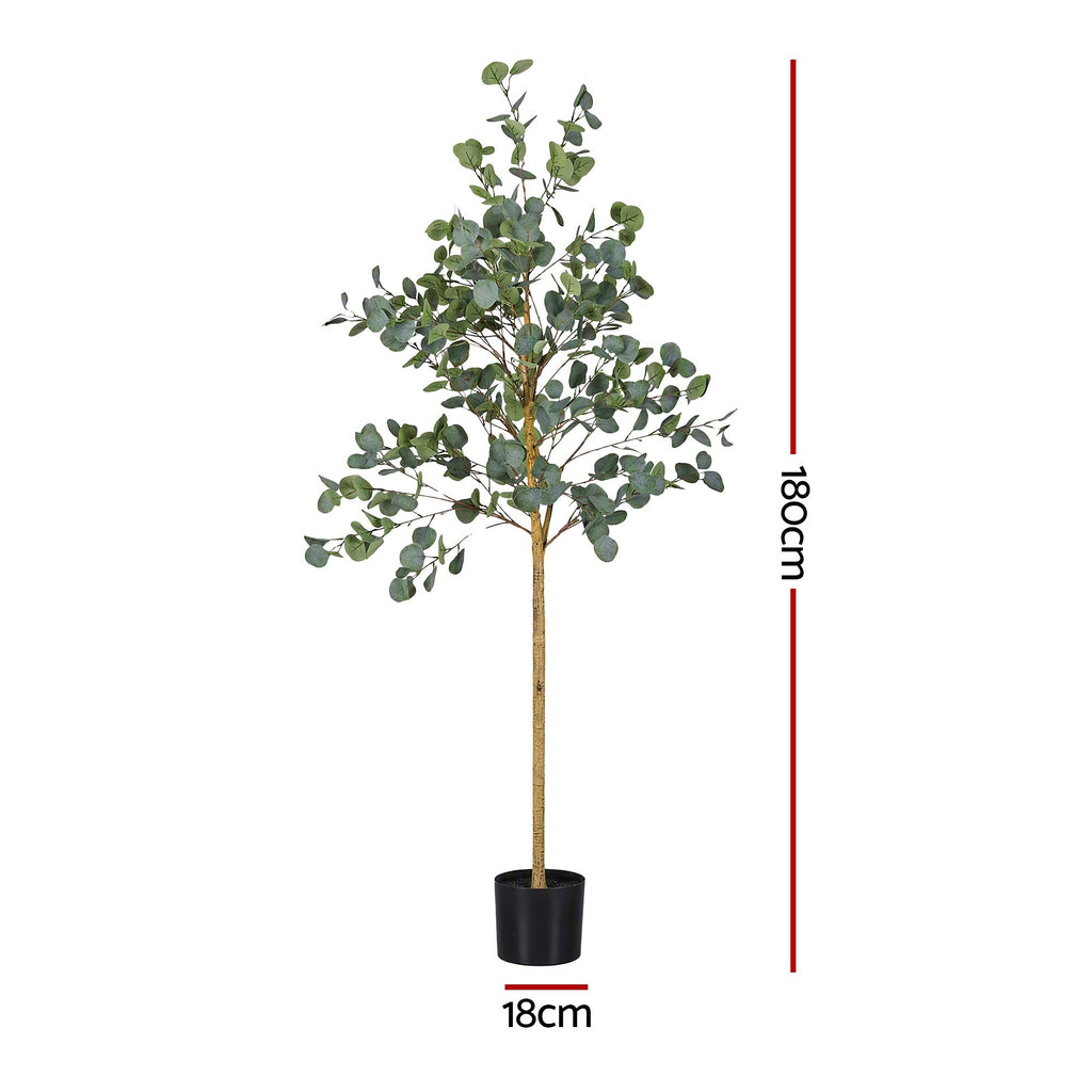 Grand Australian Silver Dollar Eucalyptus Tree - 180cm