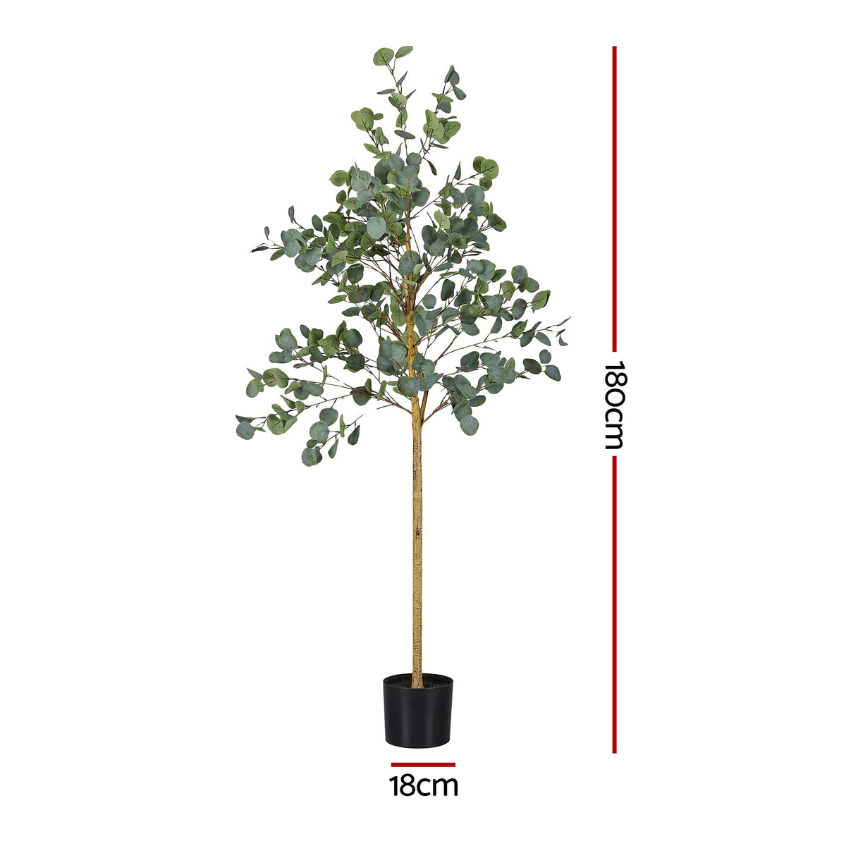 Grand Australian Silver Dollar Eucalyptus Tree - 180cm