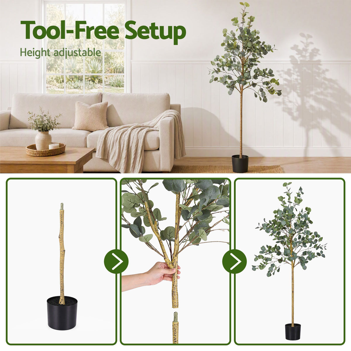 Grand Australian Silver Dollar Eucalyptus Tree - 180cm