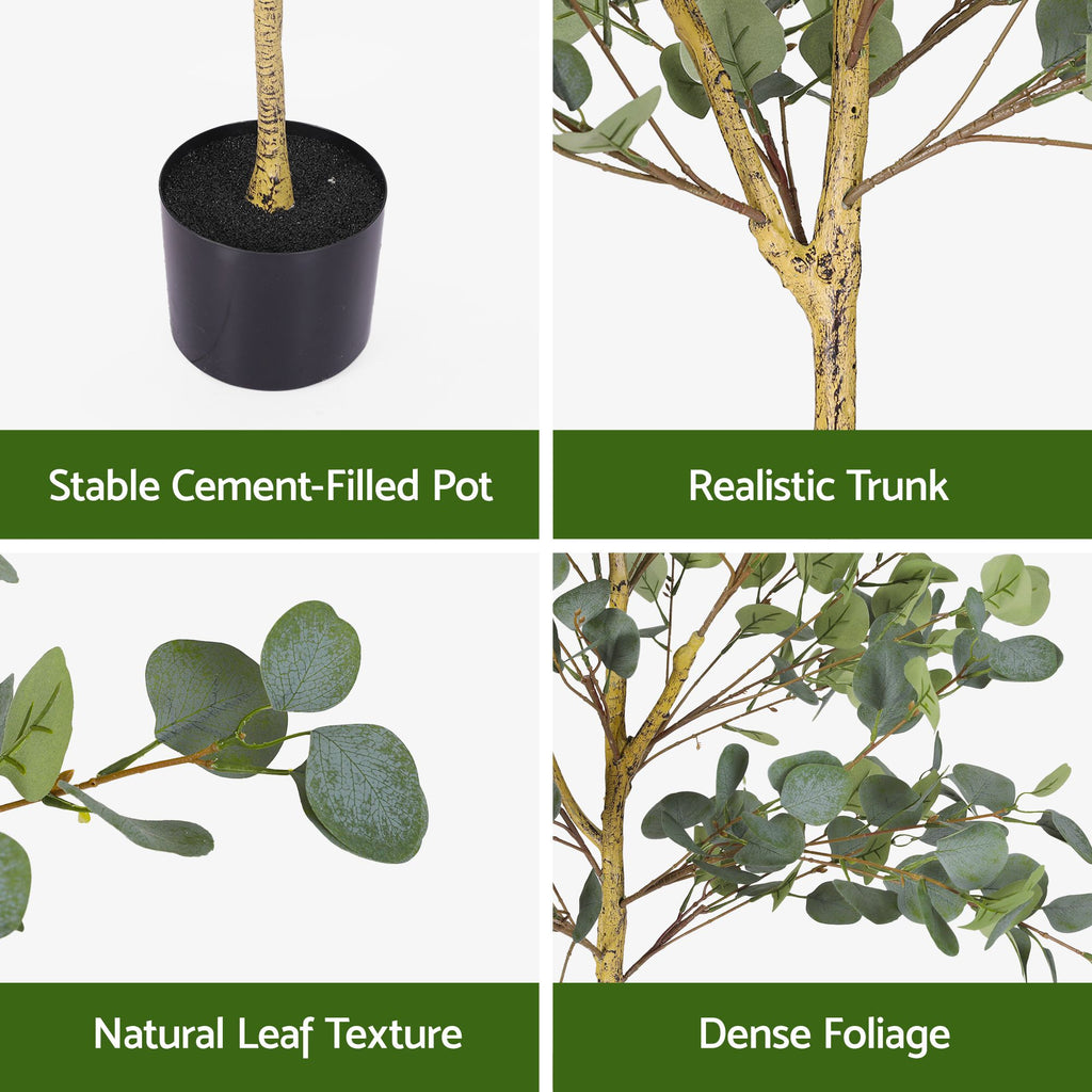 Grand Australian Silver Dollar Eucalyptus Tree - 180cm
