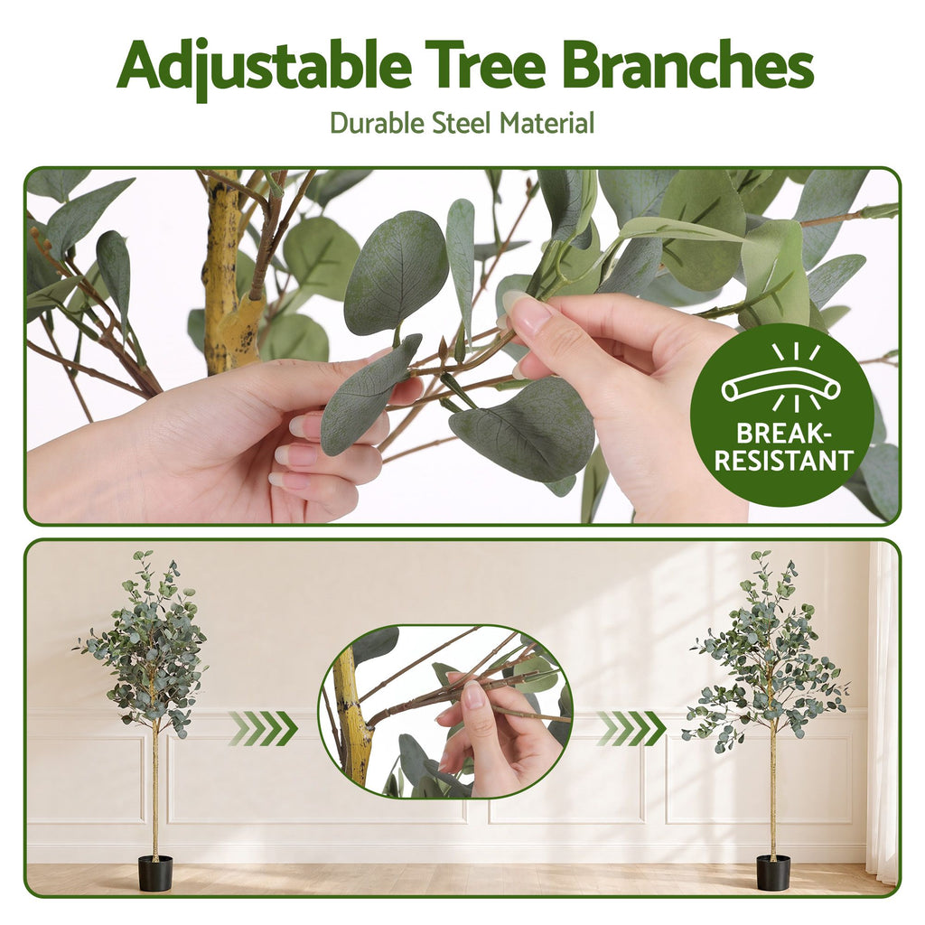 Grand Australian Silver Dollar Eucalyptus Tree - 180cm