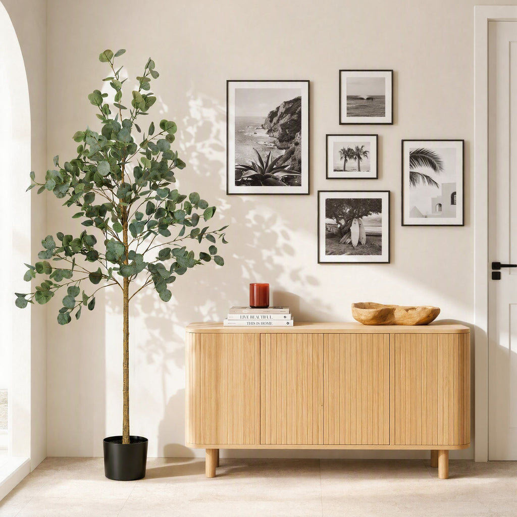 Grand Australian Silver Dollar Eucalyptus Tree - 180cm