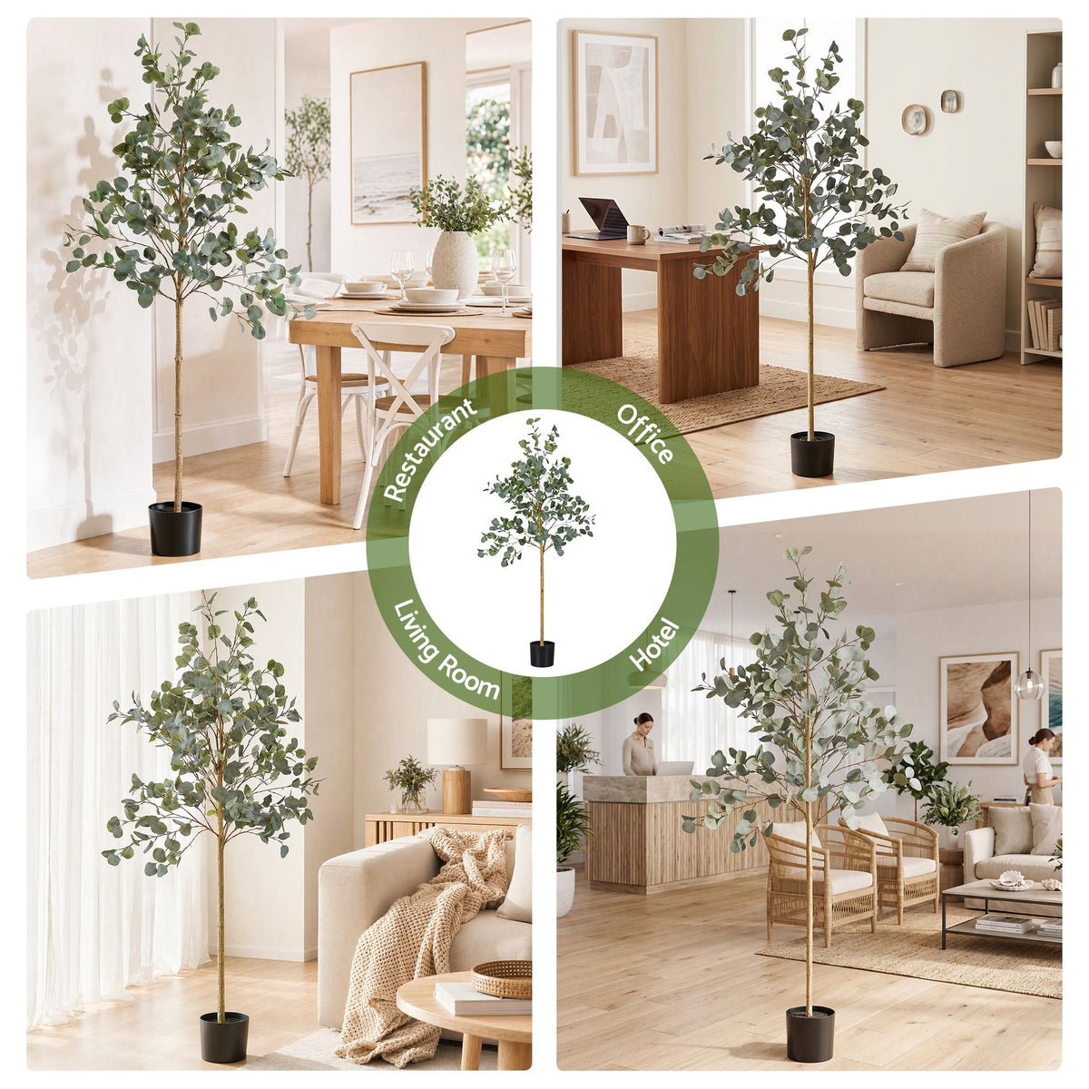 Grand Australian Silver Dollar Eucalyptus Tree - 180cm
