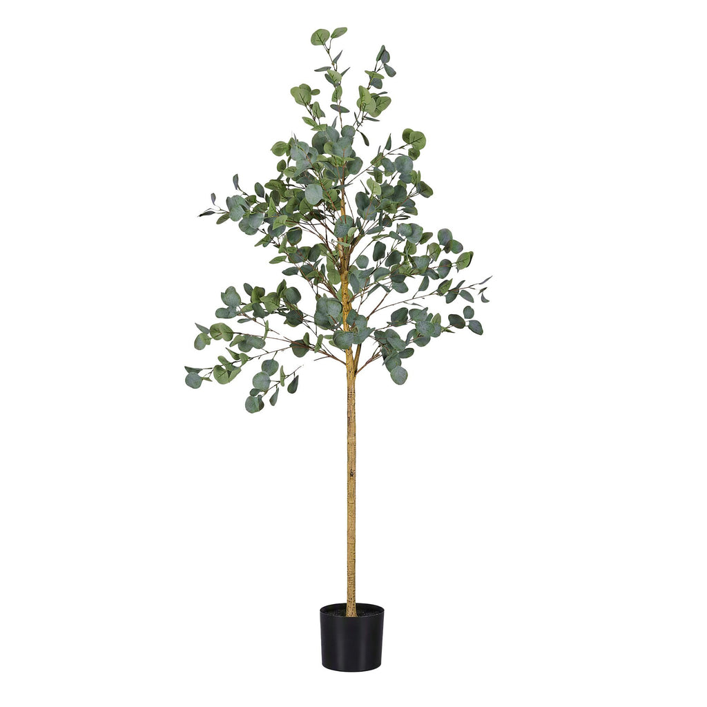 Grand Australian Silver Dollar Eucalyptus Tree - 180cm
