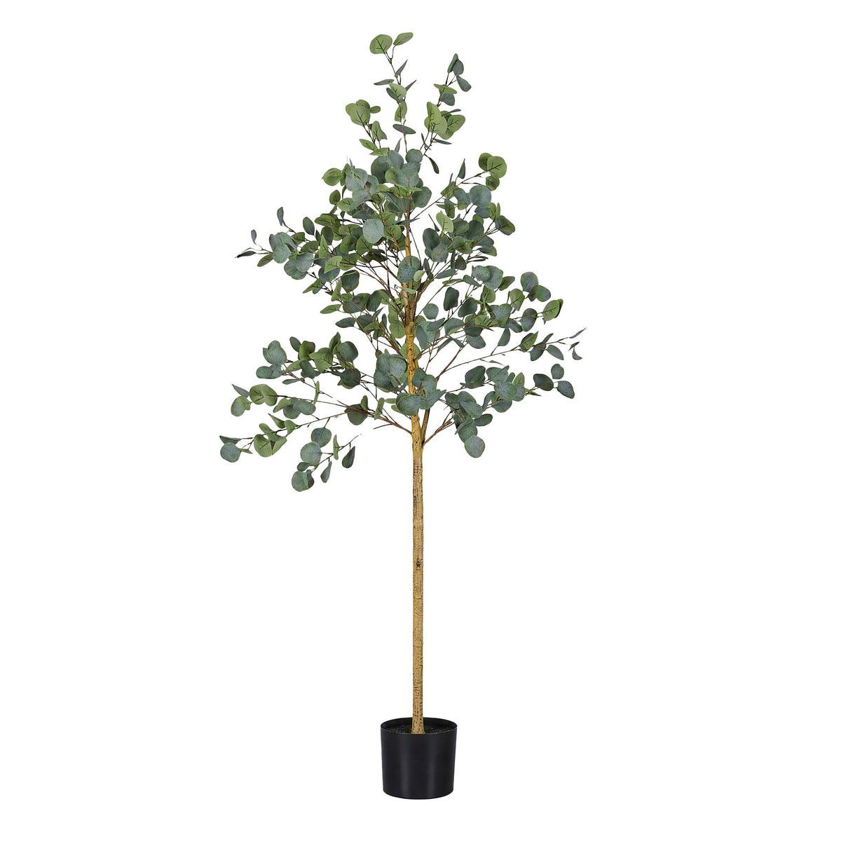 Grand Australian Silver Dollar Eucalyptus Tree - 180cm
