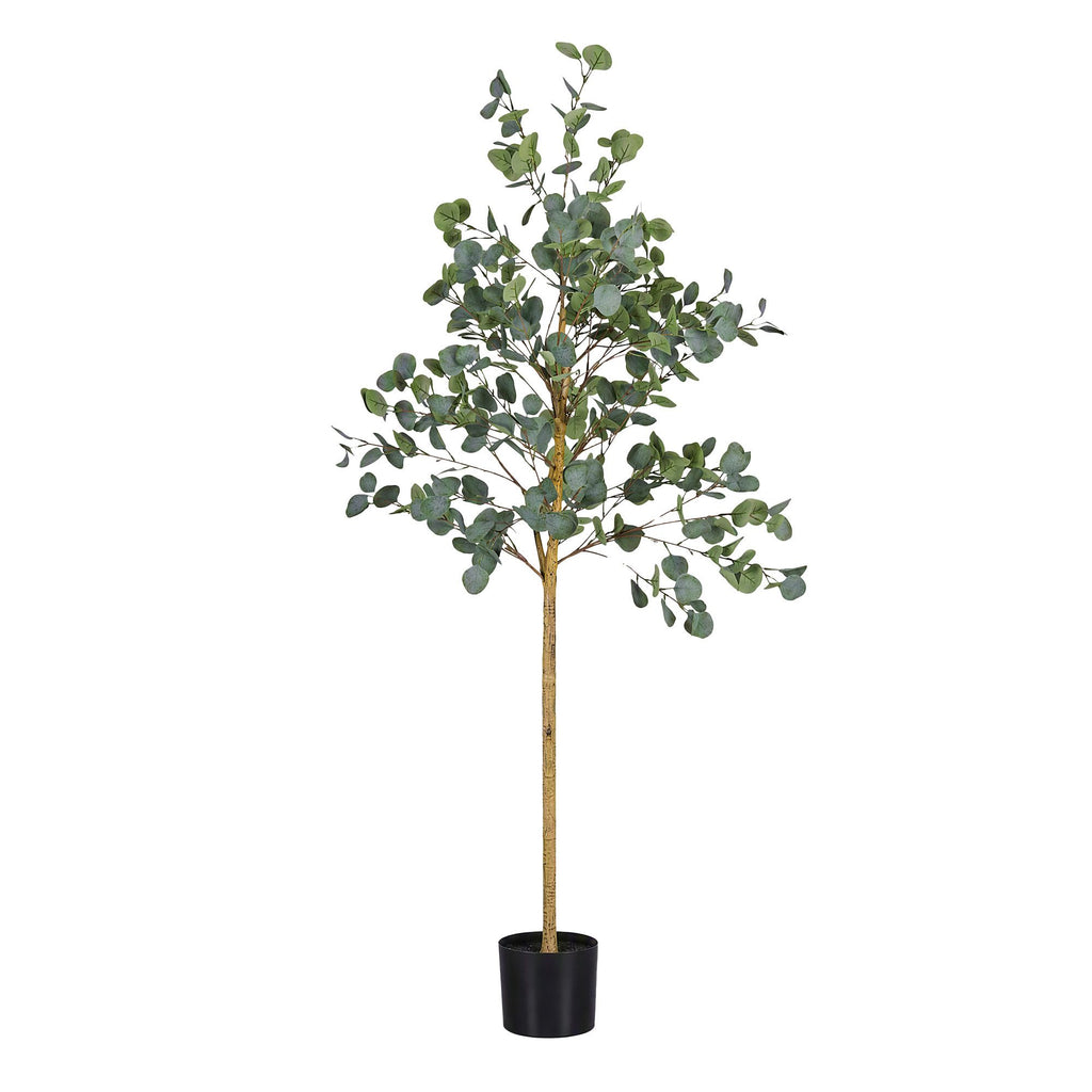 Grand Australian Silver Dollar Eucalyptus Tree - 180cm