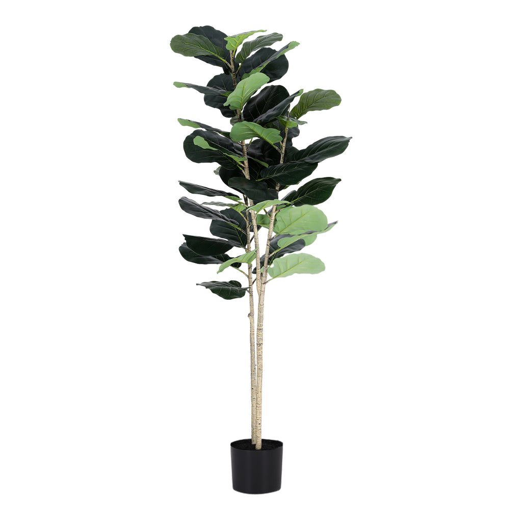 Studio Fiddle Leaf Fig Tree (UV Resistant) 150cm