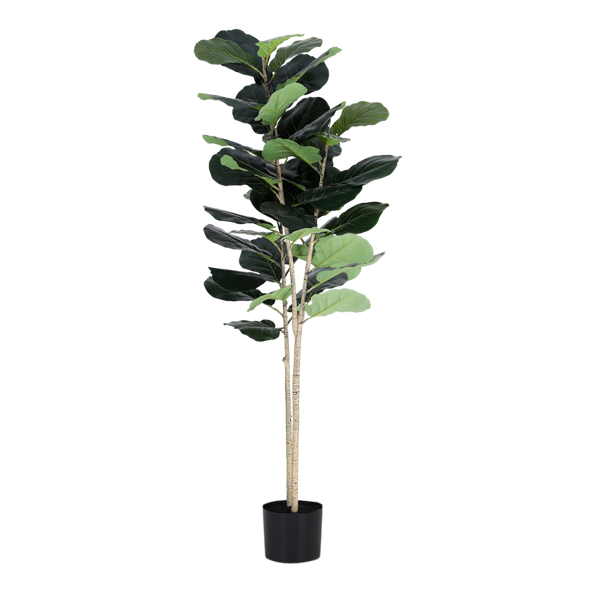Studio Fiddle Leaf Fig Tree (UV Resistant) 150cm