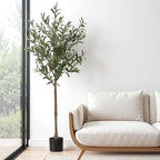 Potted plant next to a white sofa in a room with large windows.
