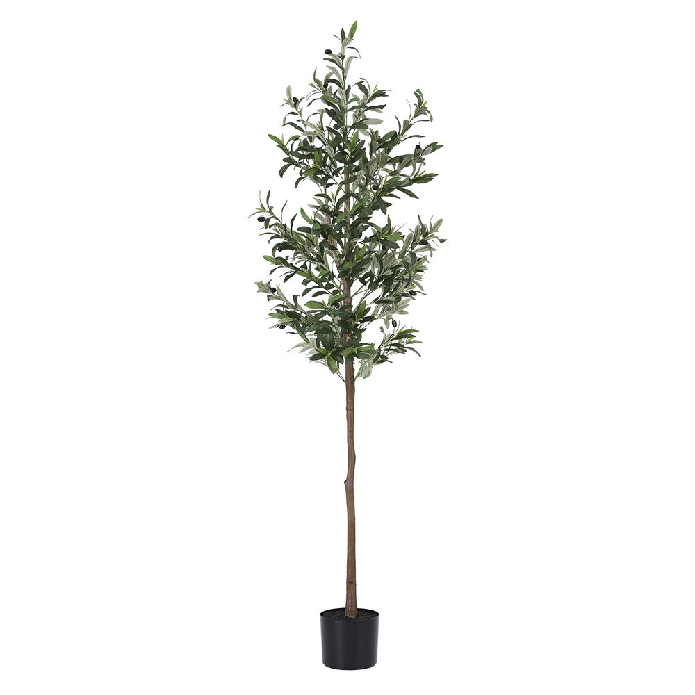 Grand Olive Tree & Split Philodendron Bundle