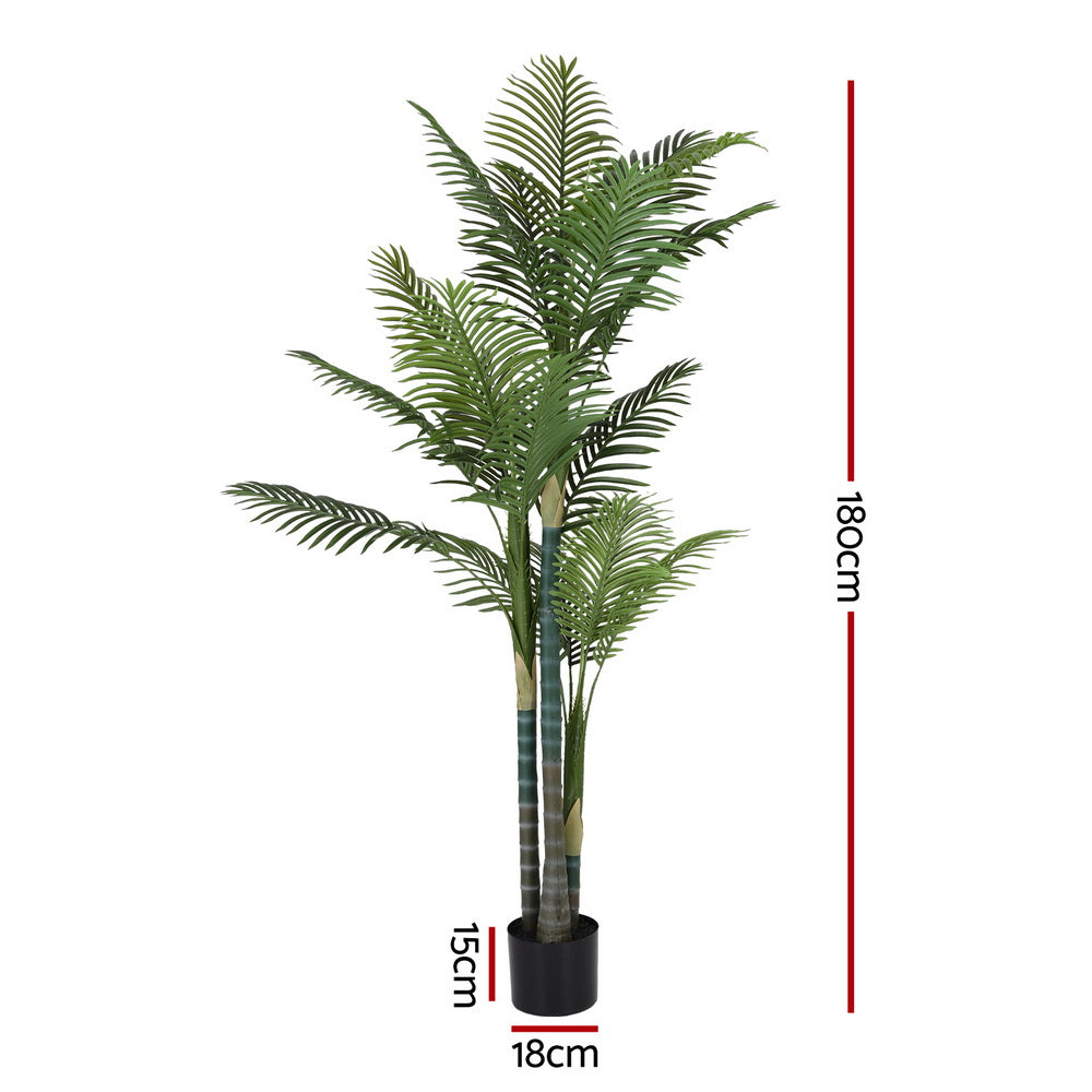 Potted palm plant with dimensions indicated on a white background