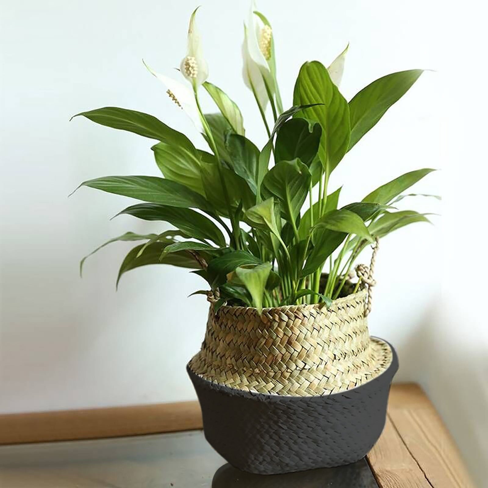 Small Handwoven Natural Seagrass Belly Basket (Small - 20cm x 22cm) | Foldable Plant Pot Cover