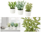 Artificial Herb Potted Plants in White Plastic (Set of 3) 5cm