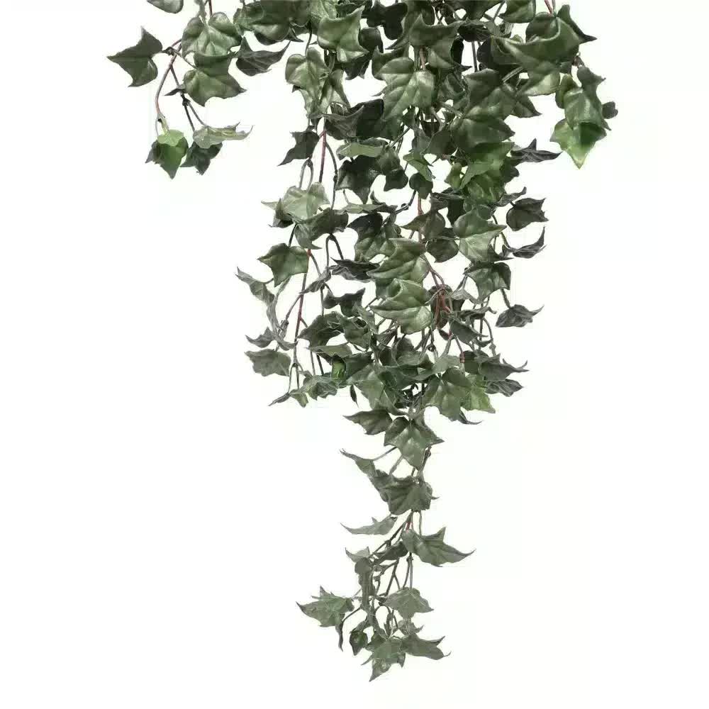 Artificial ivy vine hanging on a white background