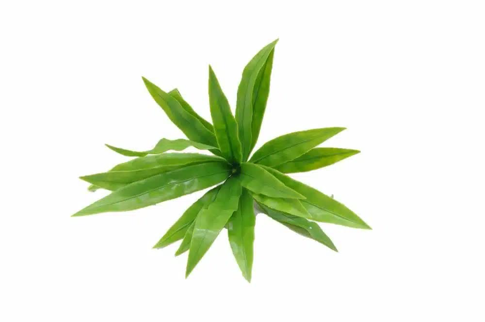 Artificial Aloe Vera stem by Faux Flora, UV resistant, 20cm tall, perfect for home and garden artificial plant decor.