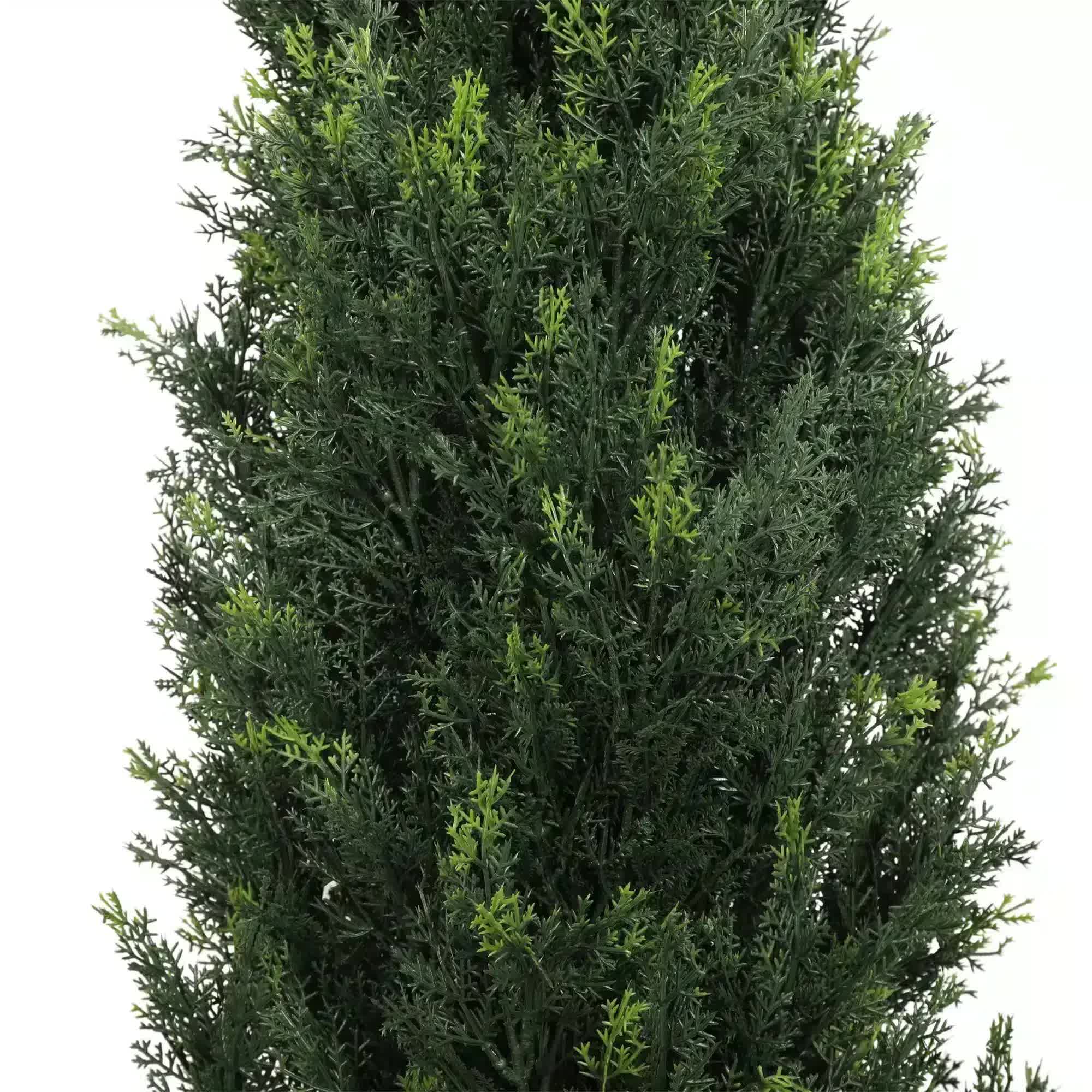 Tall coniferous tree with dense green foliage on a white background