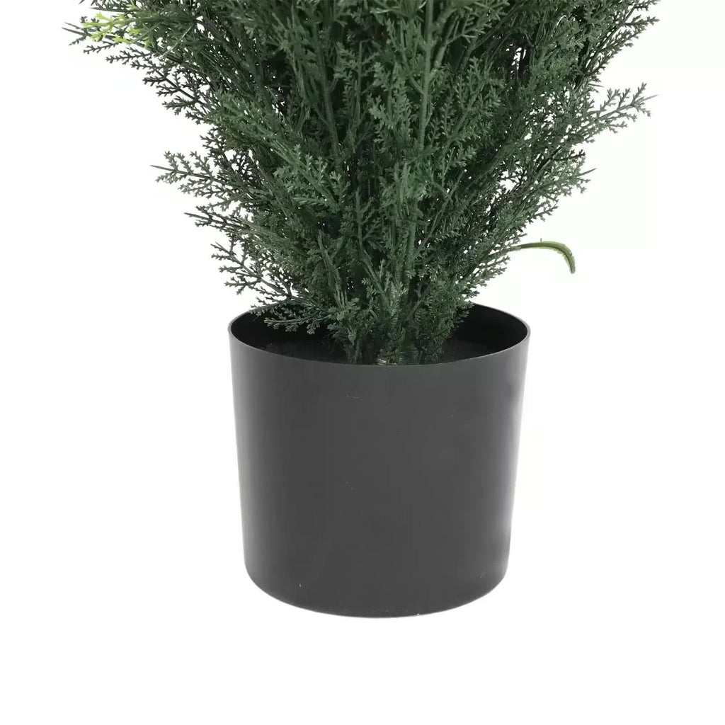 Potted plant in a black pot on a white background