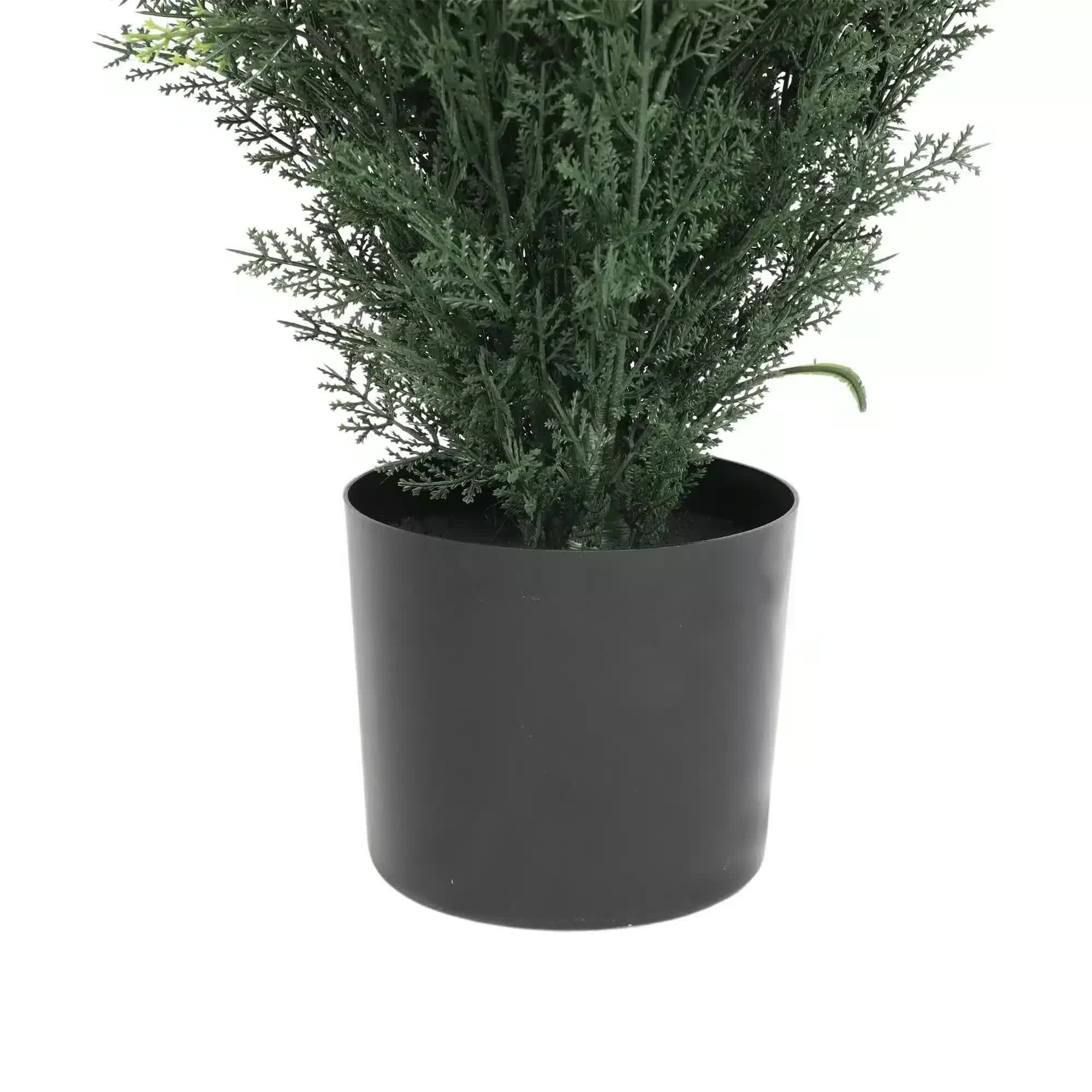 Potted plant in a black pot on a white background