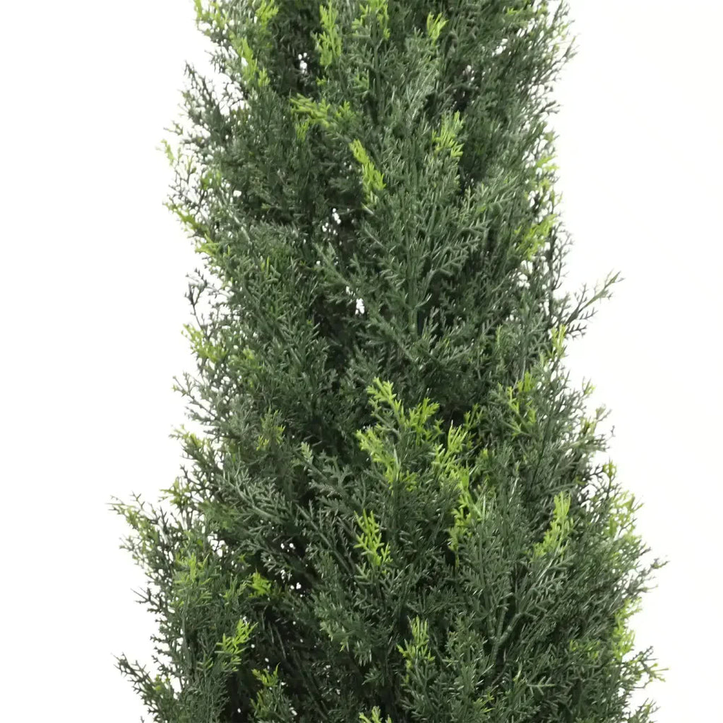 Tall coniferous tree on a white background