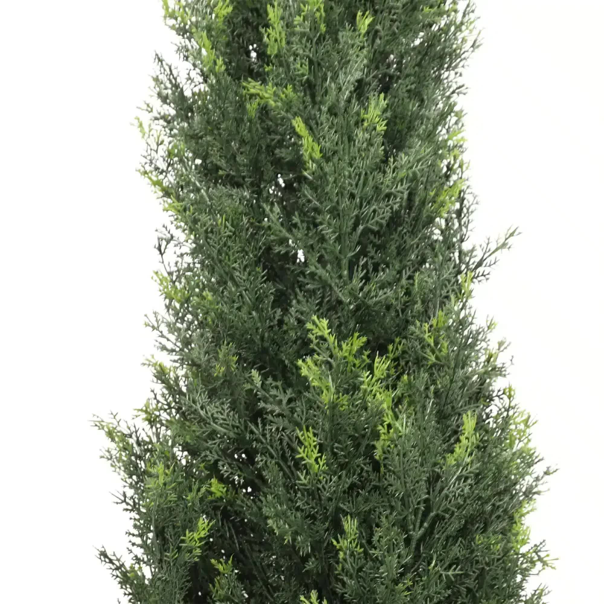 Tall coniferous tree on a white background