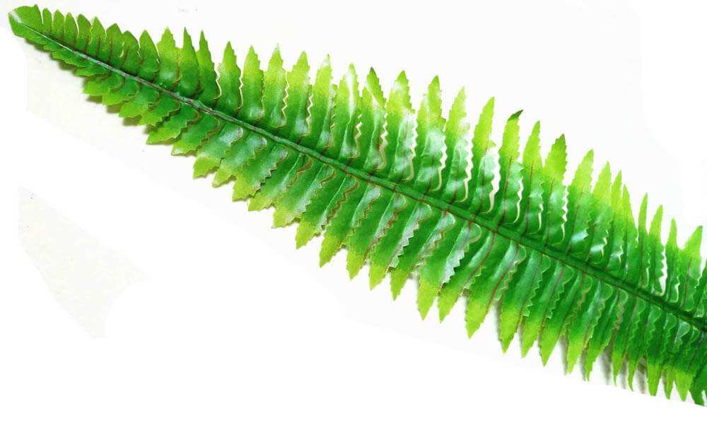 Green fern leaf on a white background