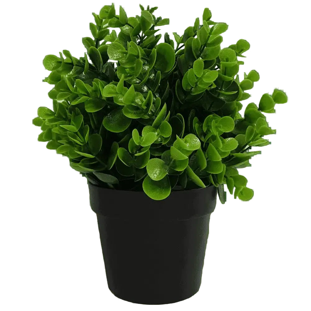 Potted green plant on a transparent background